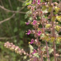 Ocimum tenuiflorum L.